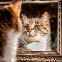 Depositphotos_205314326_XL_small